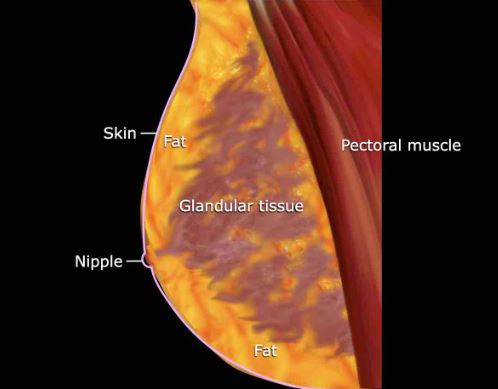 Breast ultrasonography_سونوگرافی پستان