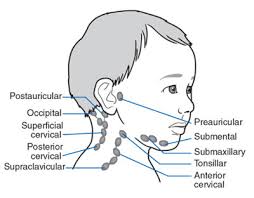 گره لنفاوی گردن_lymphnode _neck